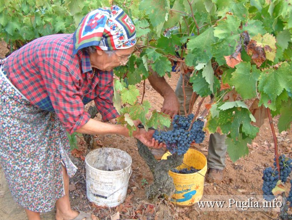 Uva della Puglia, raccolta dell'uva, vendemmia come da tradizione in Puglia 