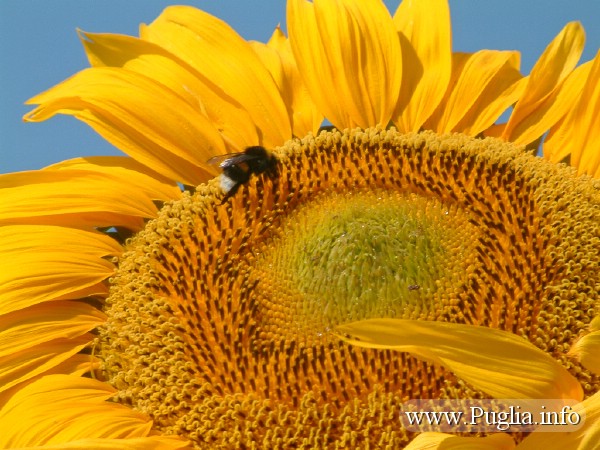 Il Girasole in Puglia.
