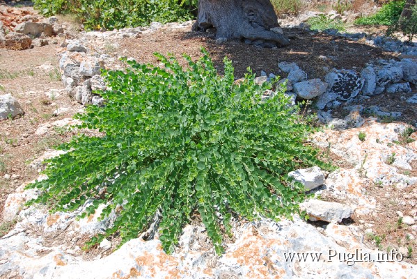Pianta di capparo, è una pianta che nasce e cresce nelle fessure delle pietre nel salento viene chiamata "chianta de chiapparu" i frutti sono conservati in salamoia.