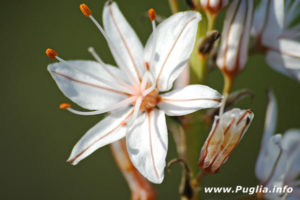 Fiori: Natura delle Puglie