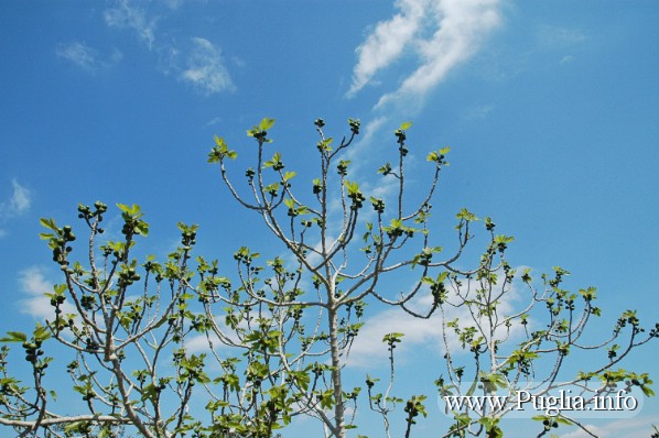Foto albero di fico, caratteristico albero del Salento, i suoi frutti sono dolcissimi e apprezzati da ogni palato