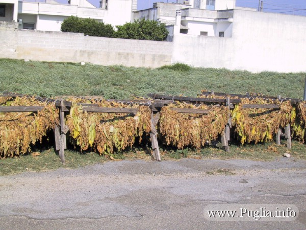 Essiccazione del tabacco in Puglia. Tecnica di essiccamento utilizzata nel salento per le foglie di tabacco prodotte