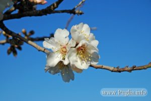 Foto fioritura di primavera in Puglia