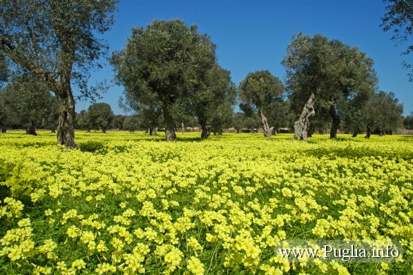 fotografia alberi di ulivi secolari nel Salento. Coltivazione biologica del olivo in puglia
