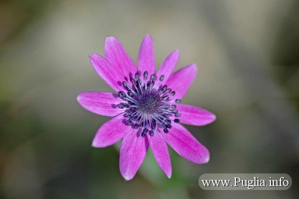 Natura in fiore, tra le svariate tipologie di fiore della puglia