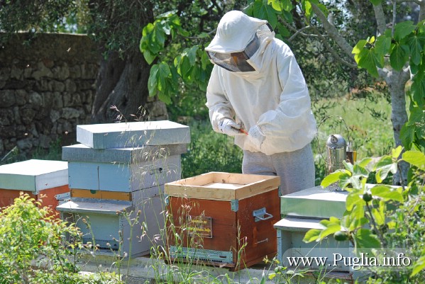 Apicoltura in Puglia, le api seguono la regina e lavorano creando il tanto amato miele di Puglia.