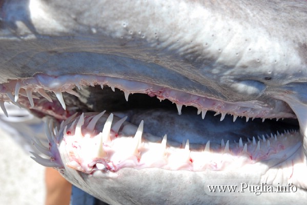 Foto denti di squalo pescato dalla pesca turismo a Torre Vado nel Salento in Puglia