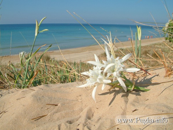 Foto giglio bianco spontaneo sulle spiagge di Pescoluse, posto vecchio e torre Pali nel Salento in puglia.