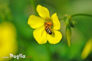 Ape in un fiore durante la primavera