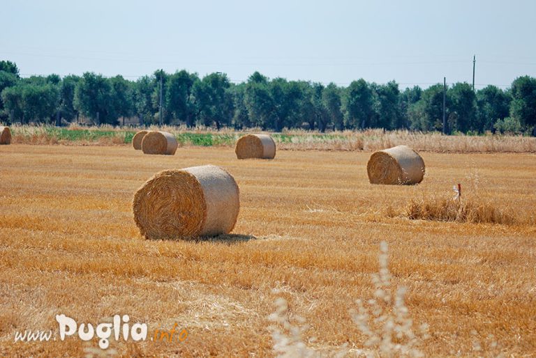 Balle di fieno per mangime degli animali in Puglia