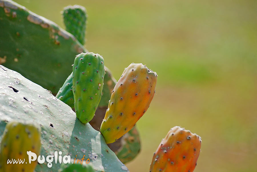 Fichi d'india in Puglia