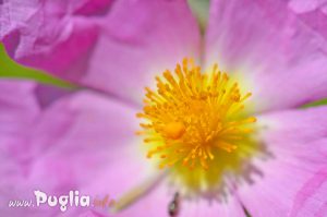 Fiore puglia