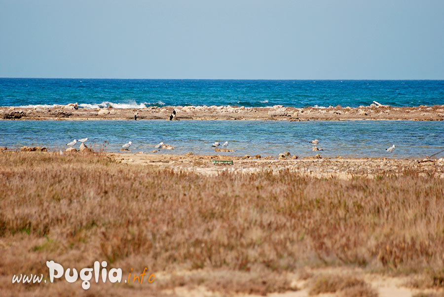 Mare e uccelli migratori