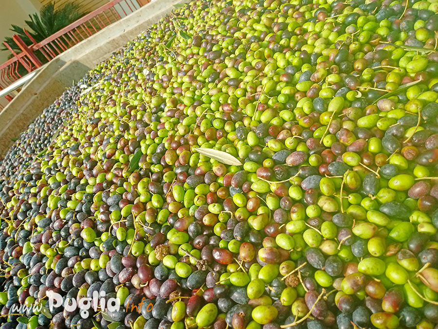 raccolta olive pronte per essere macinate