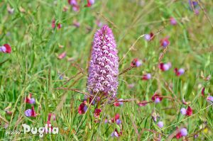 Orchidea selvatica in Puglia