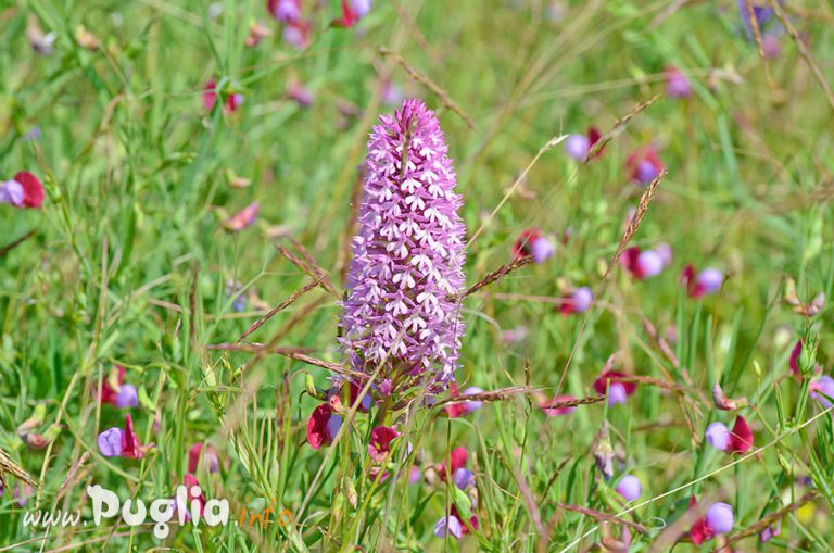 Orchidea selvatica in Puglia