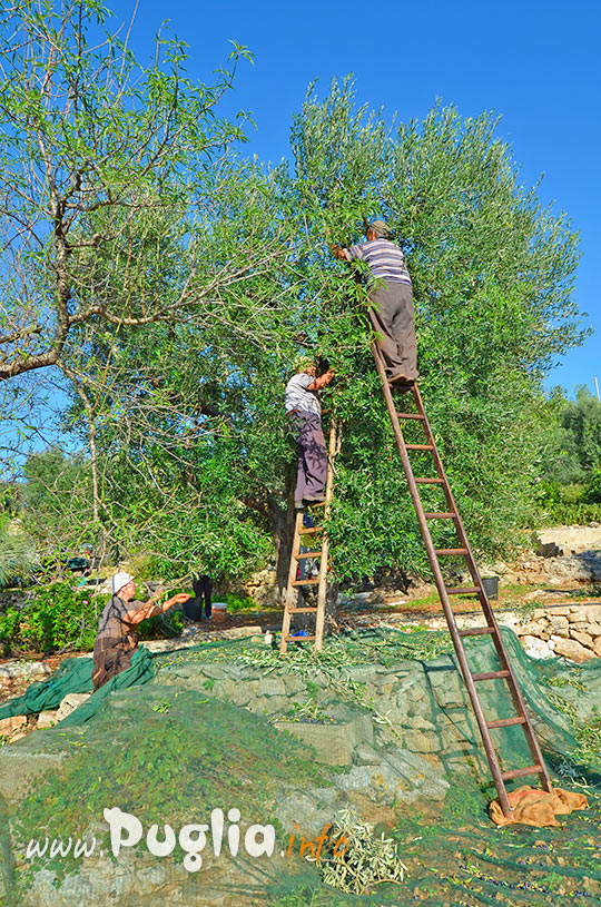 La raccolta delle olive a mano come da tradizione in Puglia