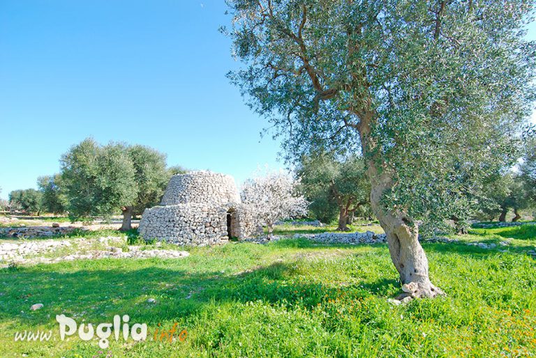 Pajara o trullo tipico salentino con ulivo